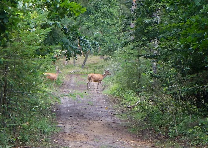 Alpstuga Het Jachthuus - Vakantiewoning Oscar Hoeve Ede